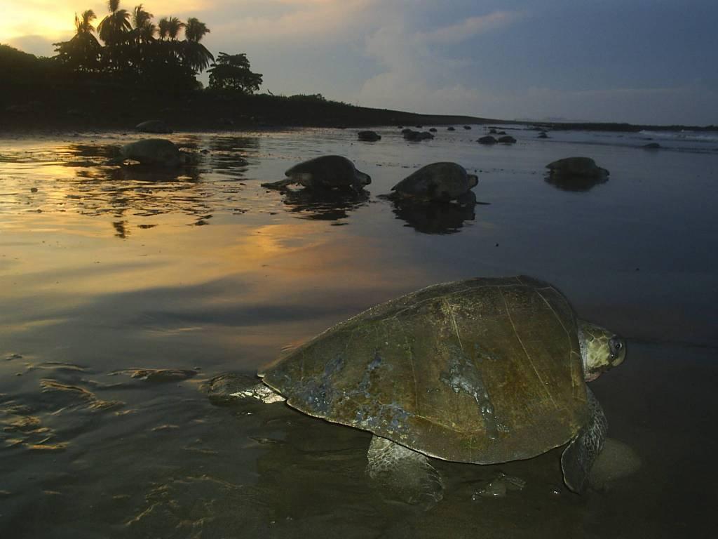 Cabinas Surf Arribadas Ostional Wildlife Refuge Exterior photo