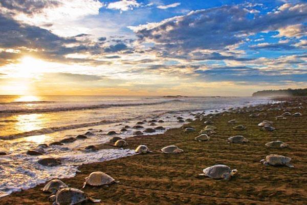 Cabinas Surf Arribadas Ostional Wildlife Refuge Exterior photo