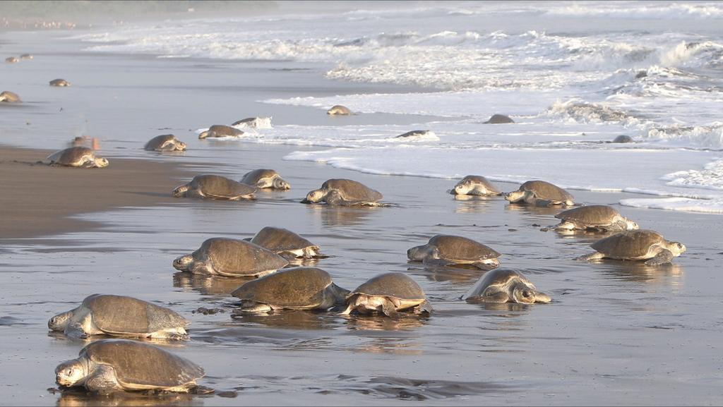 Cabinas Surf Arribadas Ostional Wildlife Refuge Exterior photo