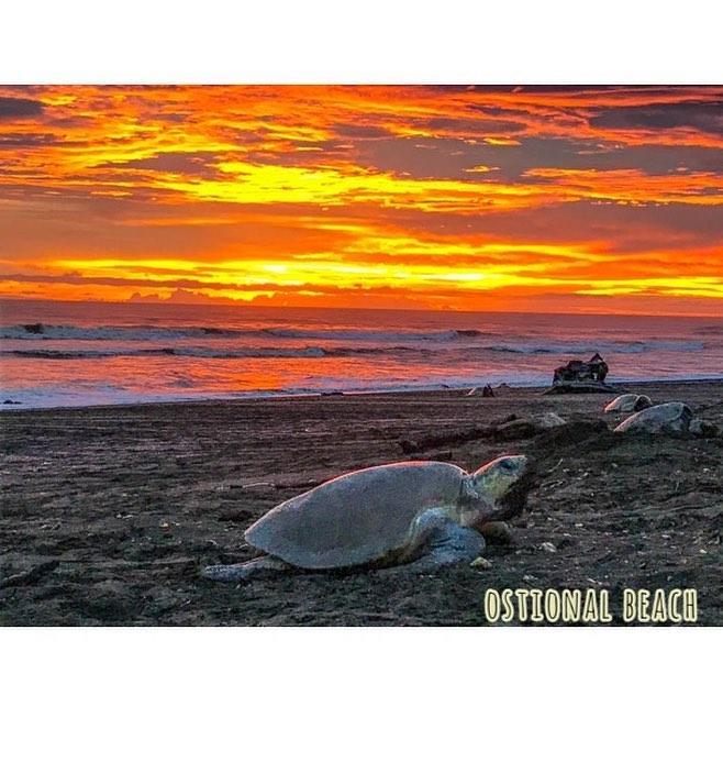Cabinas Surf Arribadas Ostional Wildlife Refuge Exterior photo